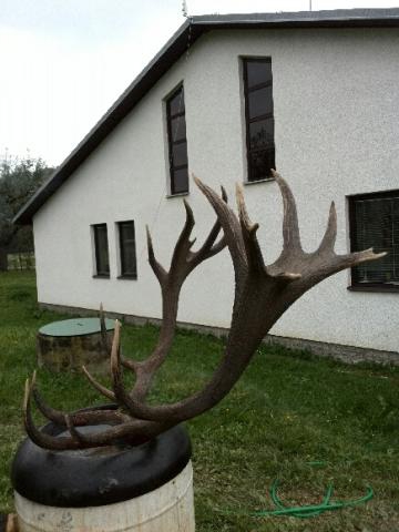 k ID247874 Zlatý jeleň