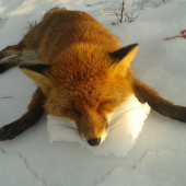 Dnešný lišiak 2 v sezóne