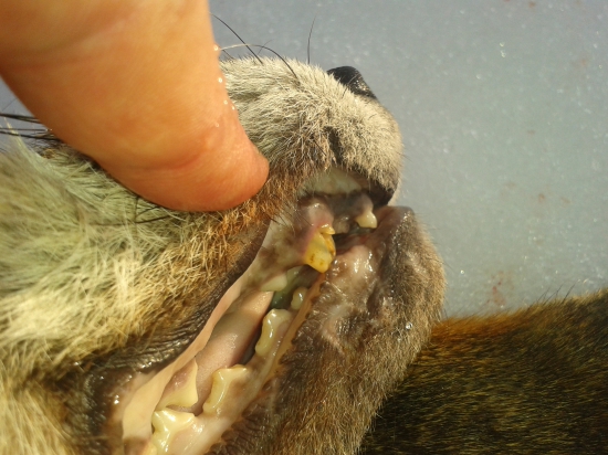 Zuby môjho lišiaka...