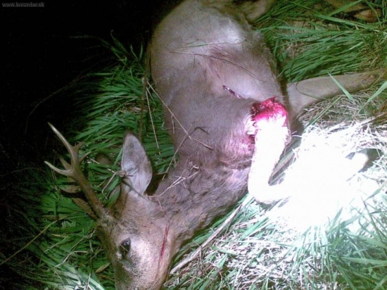 Z nášho PZ - zrazený autom