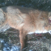 Čosi ma poštípalo za uchom