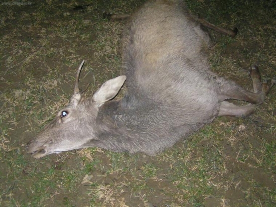 Dnes vnoci zrážka auto