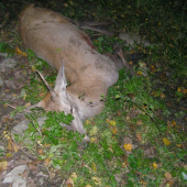 tohoročný výradový