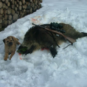 Aik z Hořického Borku