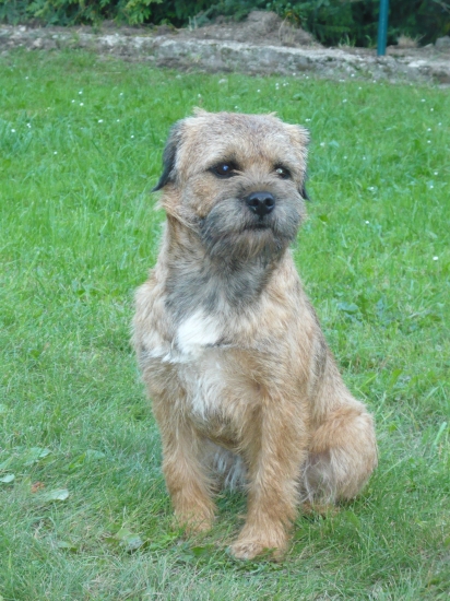 Aik z Hřického borku