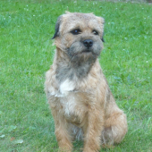 Aik z Hřického borku