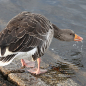 voda, vodenka - chutná je