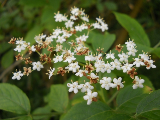 Baza čierna (Sambucus nigra)