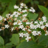 Baza čierna (Sambucus nigra)