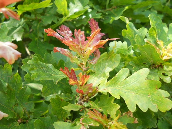 Dub letný (Quercus robur)