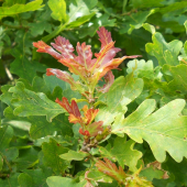 Dub letný (Quercus robur)