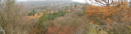 Panoráma jesenného lesa