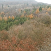 Panoráma jesenného lesa
