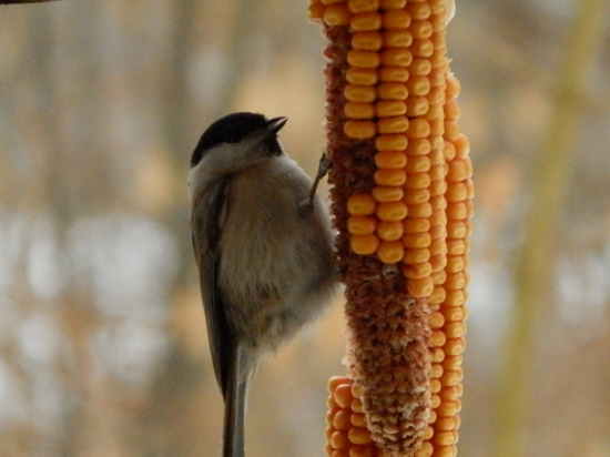 Sýkorka hôrna (Parus palustris)