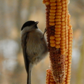 Sýkorka hôrna (Parus palustris)