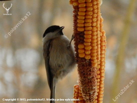 Sýkorka hôrna (Parus palustris)
