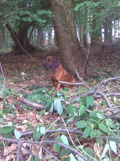 Deisi Jelení cesta odložení