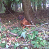 Deisi Jelení cesta odložení