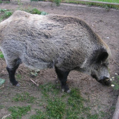 Náš maličký