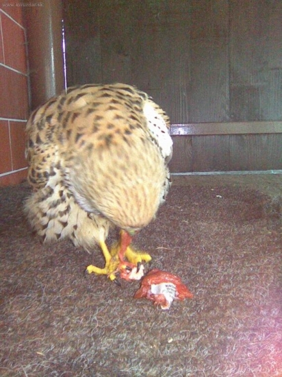 snad už bude dobře ....