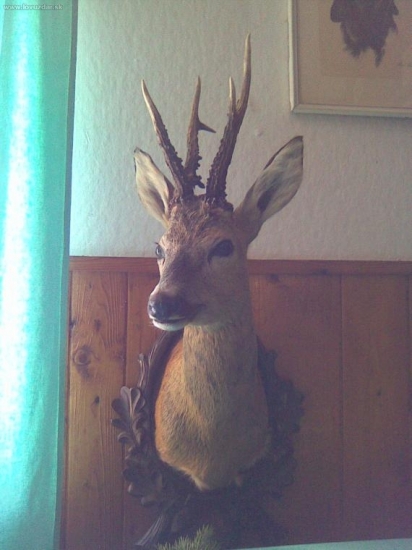 kamarádův