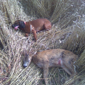 únava po práci.......