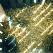 krmení dravé zvěře -Albert jako mimino :)