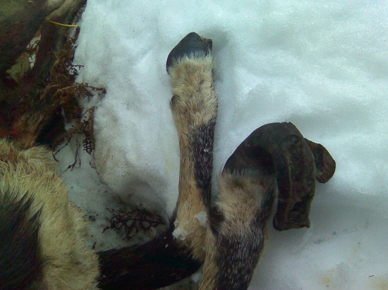 Rána z milosti.............