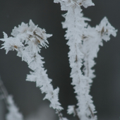 brrrr....zima bola aj kvetom:)