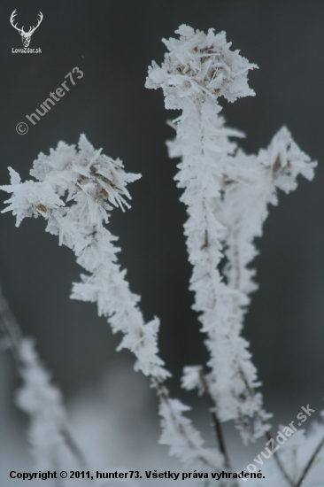 brrrr....zima bola aj kvetom:)