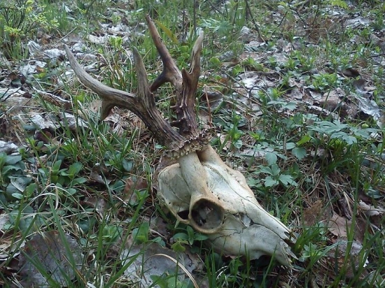 sražený na silnici