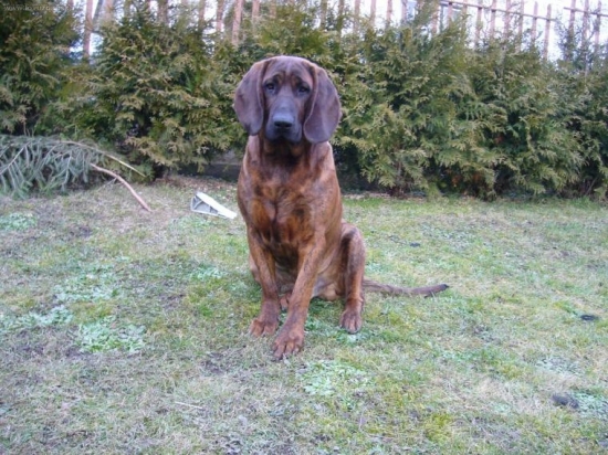 Beny - hanoverský farbiar