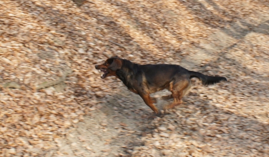 ...no počkaj až ťa dobehnem!!!