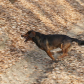 ...no počkaj až ťa dobehnem!!!