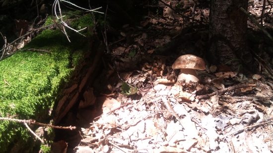 ...už aby zasa rástli!!!