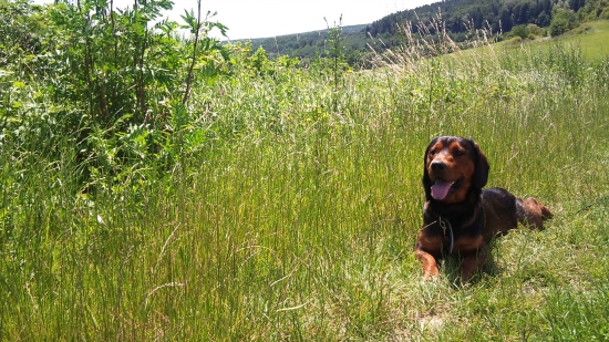 ...odloženýýýý...