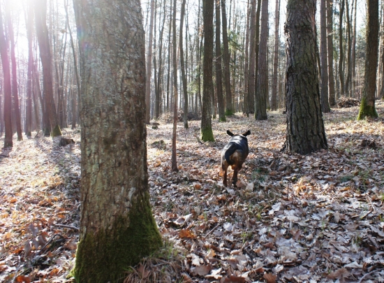 ...lietajúci Kazanko:-)))! /troška sa podobá na hrocha:-)))/