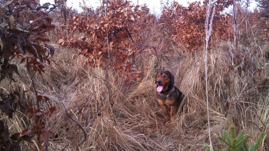 ...psssst, čakám tu na tie svine:-)!