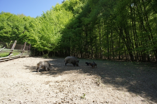 ...dvaja na dvoch :-)...