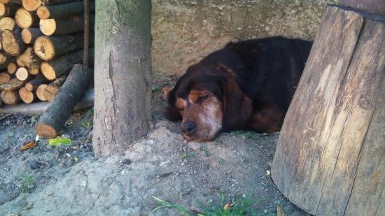 ...daxlík na dôchodku ...:-)