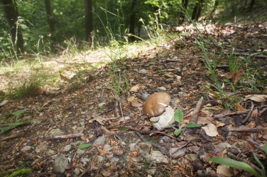 ...prvý úlovok mojej hubárskej sezóny...!