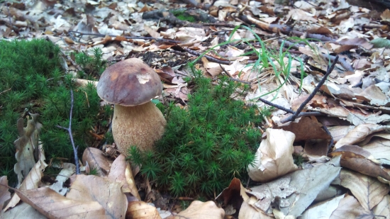 ...tíško si tu rastiem...