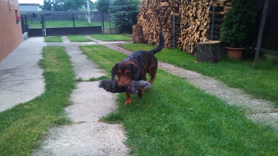 ...podaj zajačika:-)!