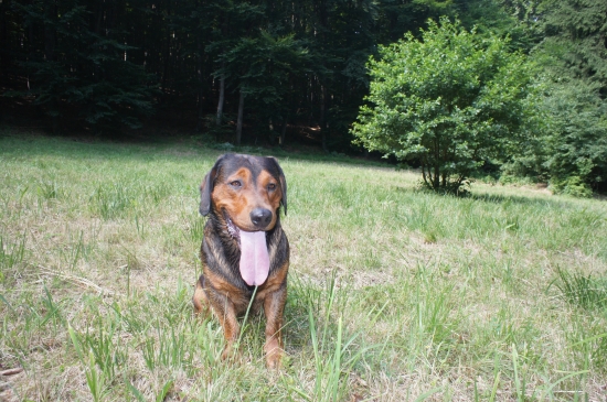 ...jazyčník lúčny...:-)))