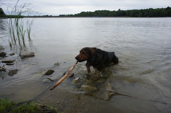...vymenili sme les za vodu....a aj tu bolo dobre...:-)!