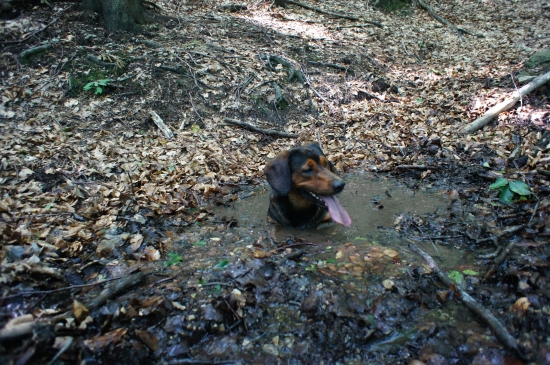 ...vraj je to dobré na srsť a kĺby...:-)))!