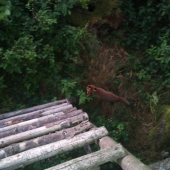 ...návšteva pod posedom...:-)!