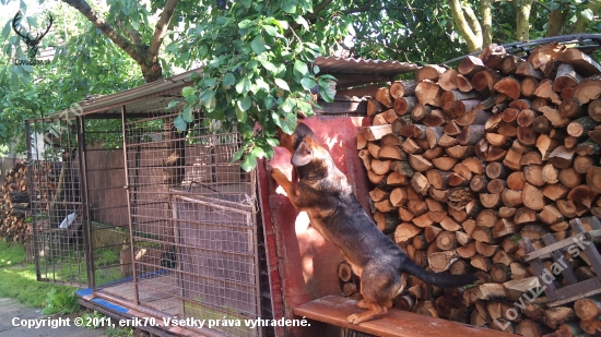 ...poľovný pes - vegetarián...alebo kde miznú slivky... :-)!