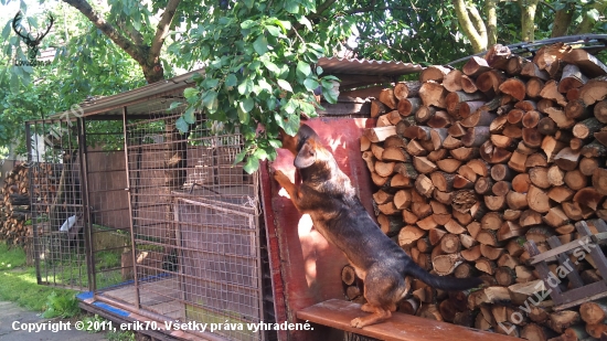 ...poľovný pes - vegetarián...alebo kde miznú slivky... :-)!