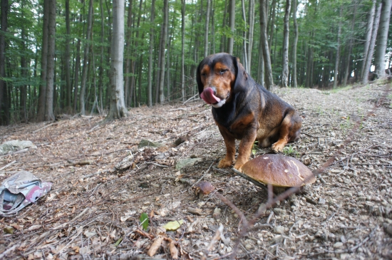 ...kto našiel včera najväčší dubák??? Samozrejme, že pán Kazanko:-)!